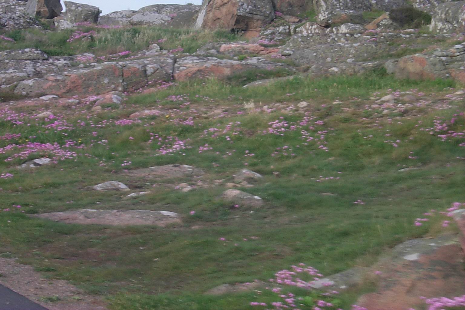 Image-19.JPG